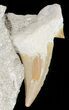 Otodus Shark Tooth Fossil In Rock - Eocene #56423-1